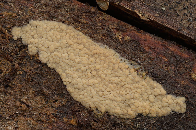 Phlebia cf lilascens